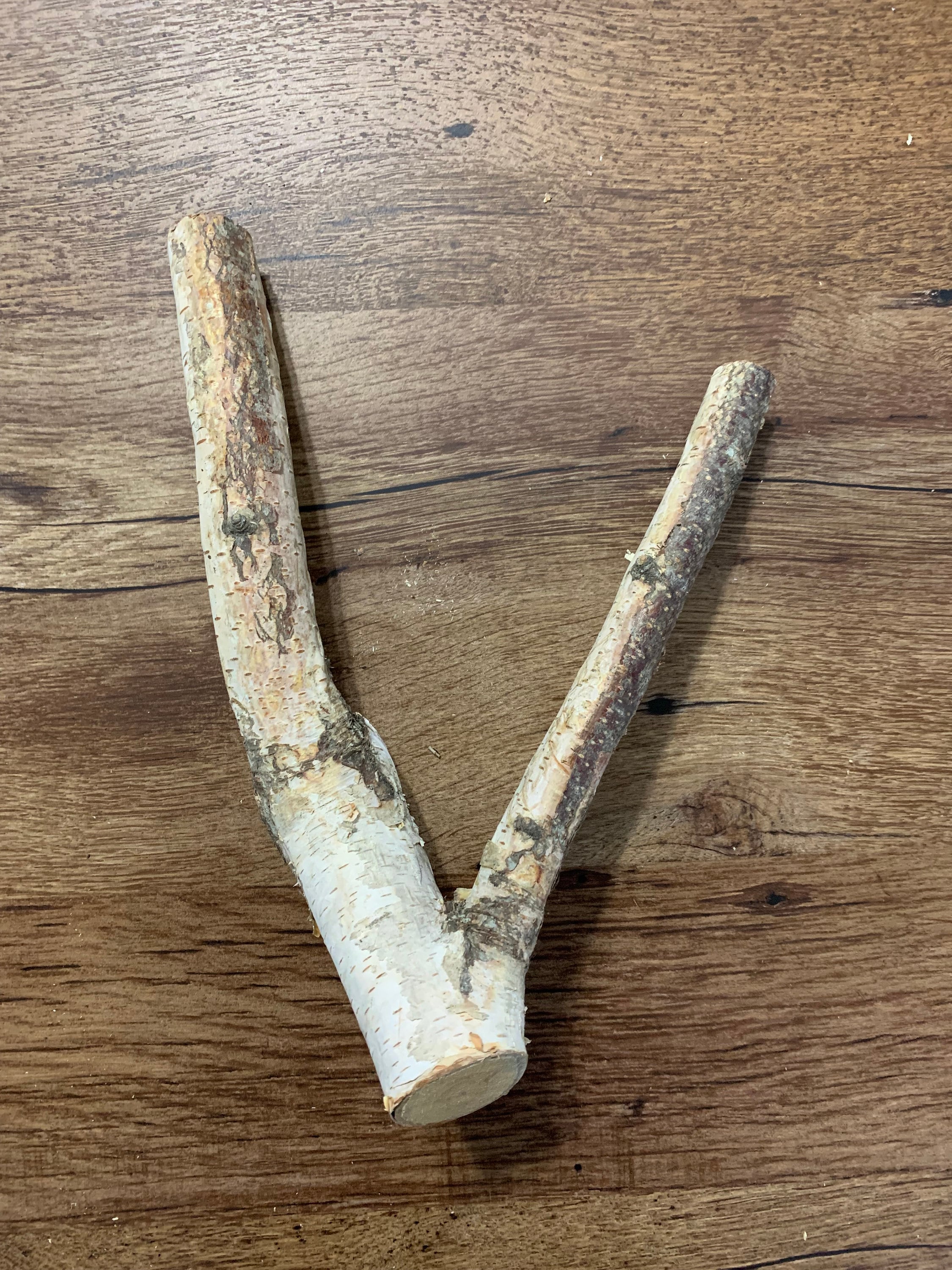 Unique White Birch Y Branch, Approximately 10 inches long x 7 inches wide