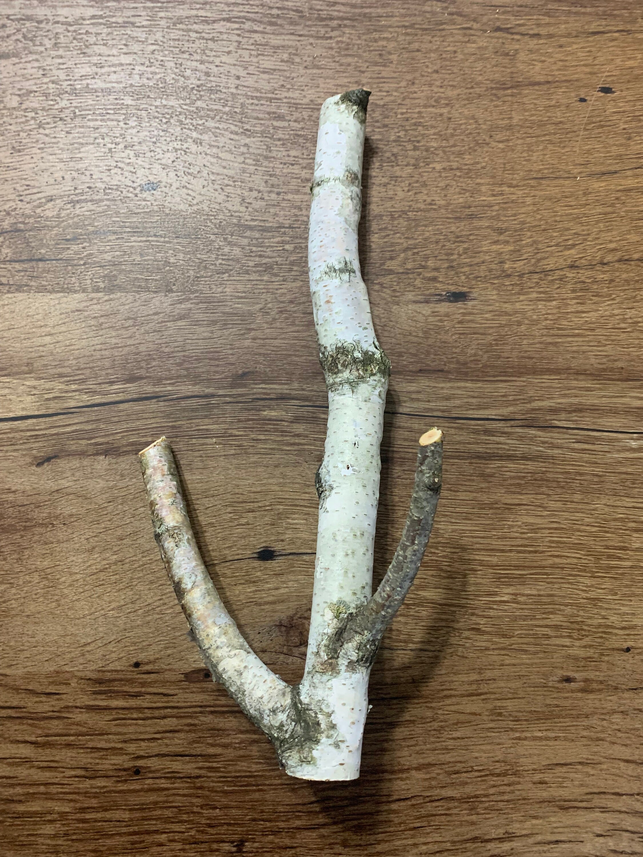 White Birch Log, Parrot Perch, Approximately 12 Inches Long with A Base Diameter of One Inch