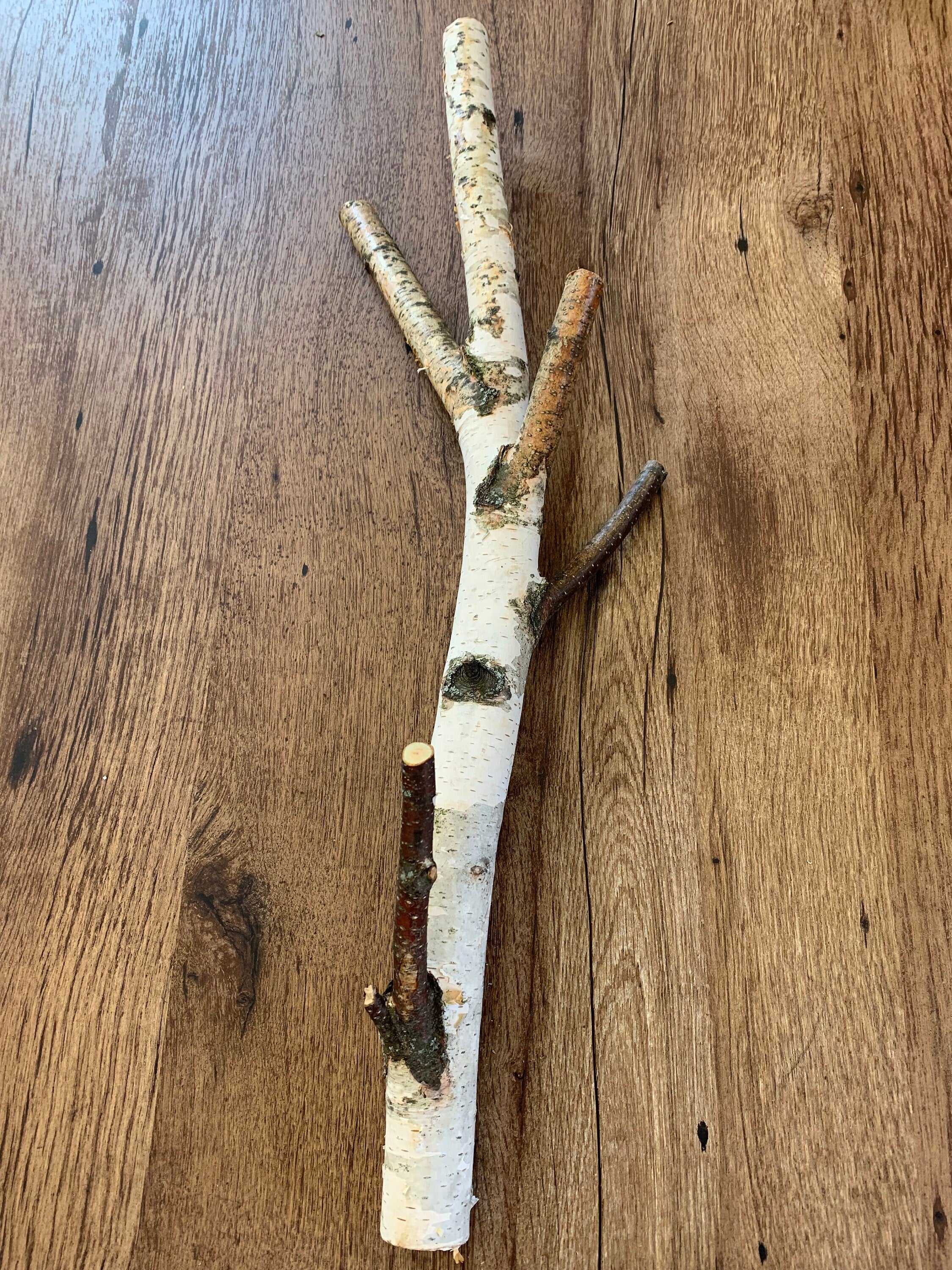 White birch log, Five Pronged Log