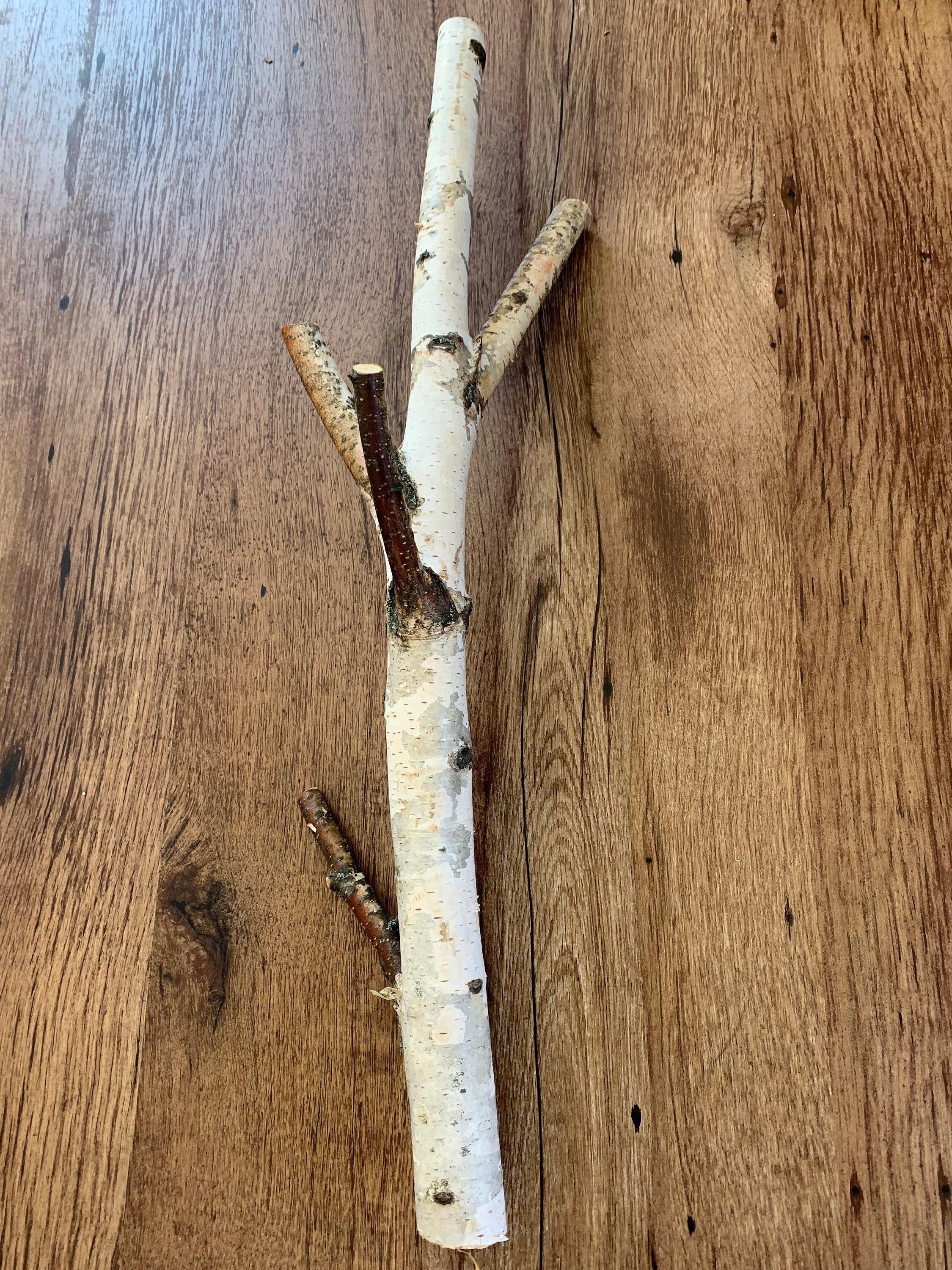 White birch log, Five Pronged Log