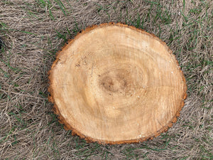 Basswood Log