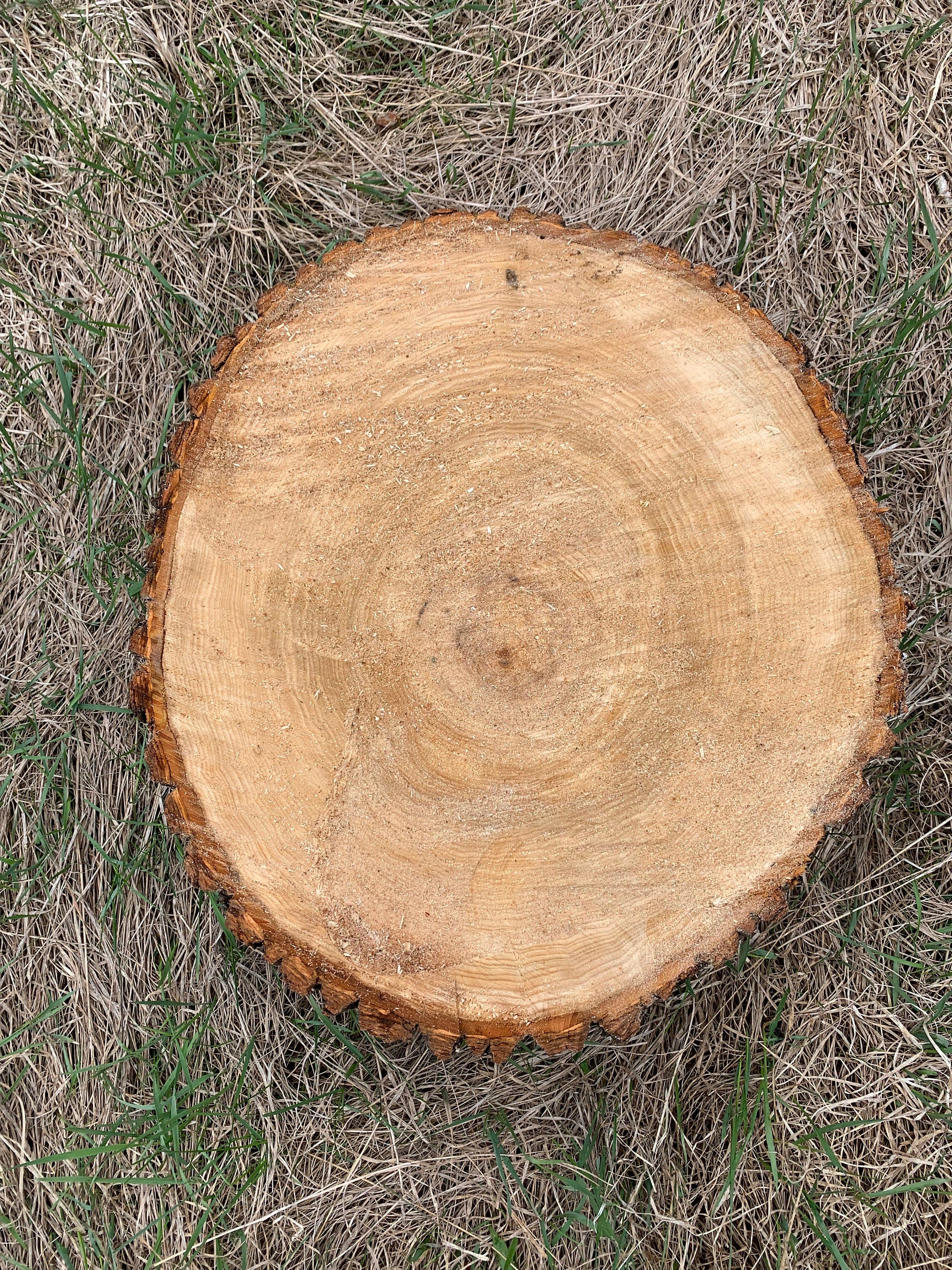 Basswood Log