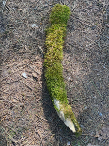 Moss Covered Log, Mossy Log, 17 Inches Long by 2 Inches Wide and 2 Inches High