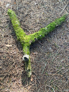 Moss Covered Log, Mossy Y-Shaped Log, 10 Inches Long by 9 Inches Wide and 1 Inch High