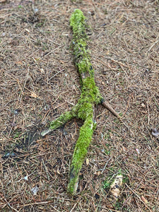 Moss Covered Log, Mossy Log, 21 Inches Long by 8 Inches Wide and 1 Inch High