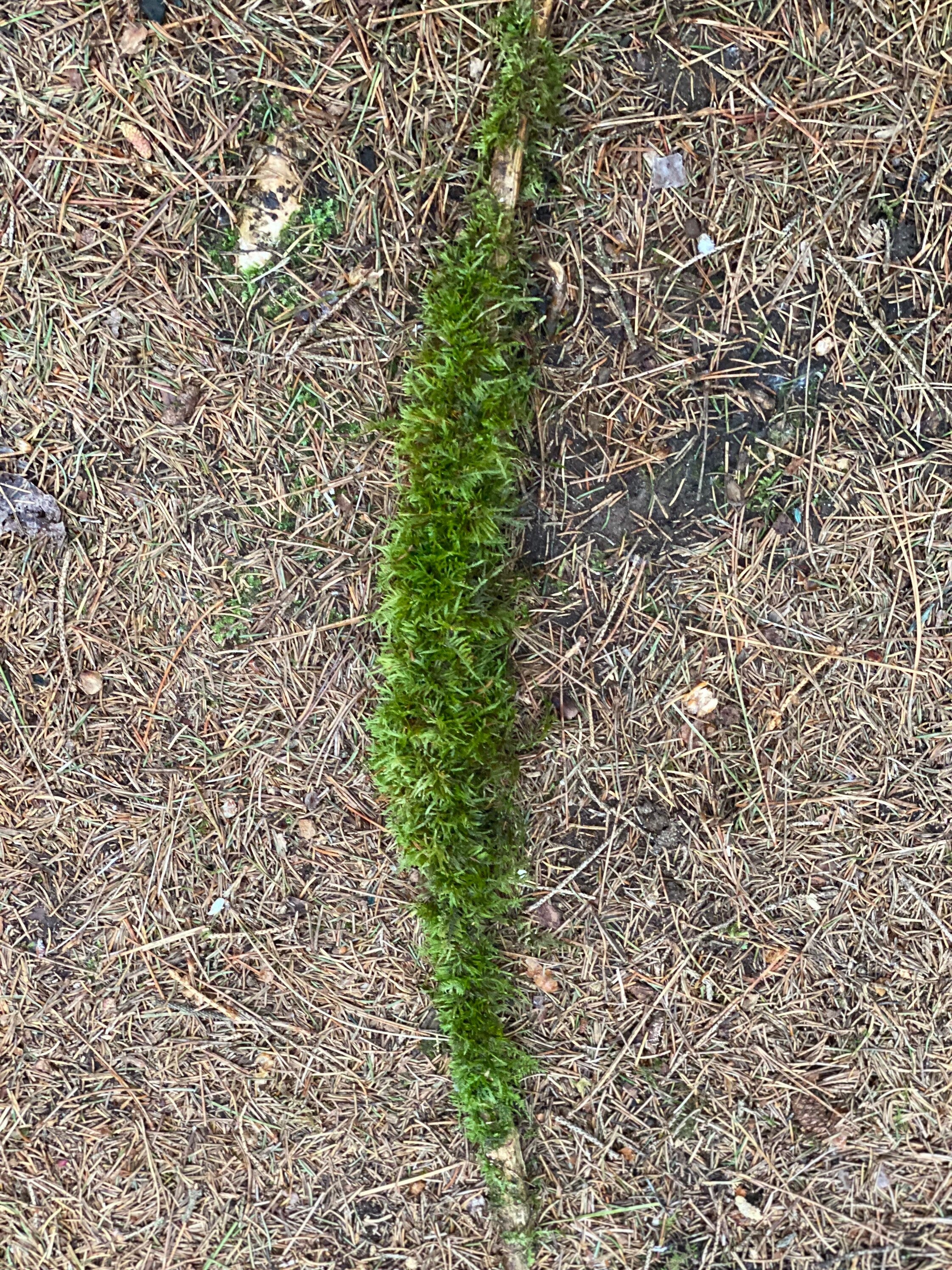 Moss Covered Log, Mossy Log, 21 Inches Long by 1 Inch Wide and 1 Inch High