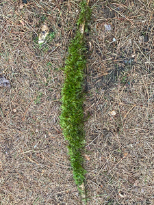 Moss Covered Log, Mossy Log, 21 Inches Long by 1 Inch Wide and 1 Inch High