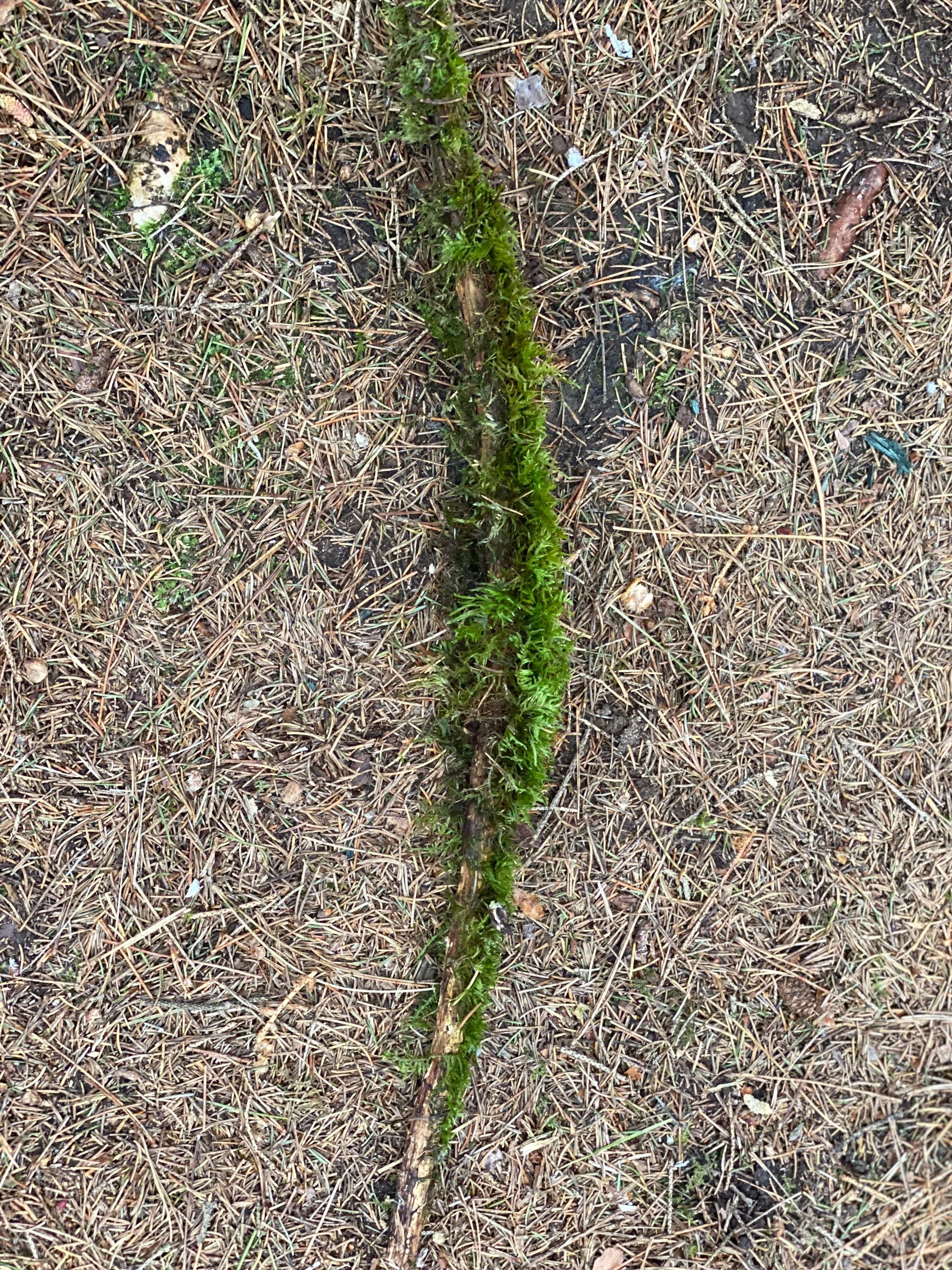 Moss Covered Log, Mossy Log, 21 Inches Long by 1 Inch Wide and 1 Inch High