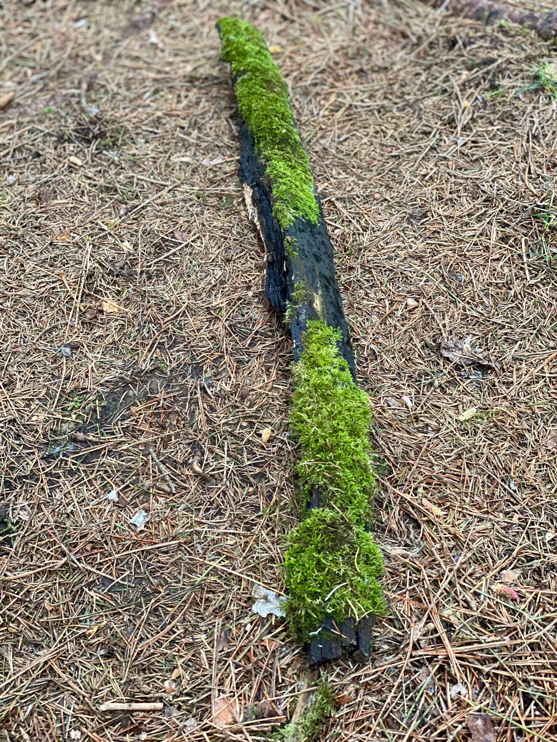 Moss Covered Log, Mossy Log, 29 Inches Long by 3 Inches Wide and 3 Inches High