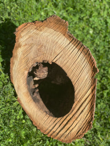 Maple Knot Hole, Stump, Approximately 12 Inches Long by 9 Inches Wide and 8 Inches Tall, Great for Taxidermy