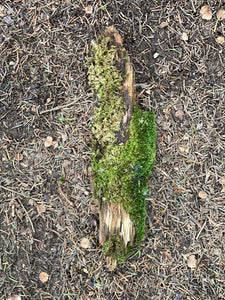 Moss Covered Log, Mossy Log, 11 Inches Long by 3 Inches Wide and 1 Inch High