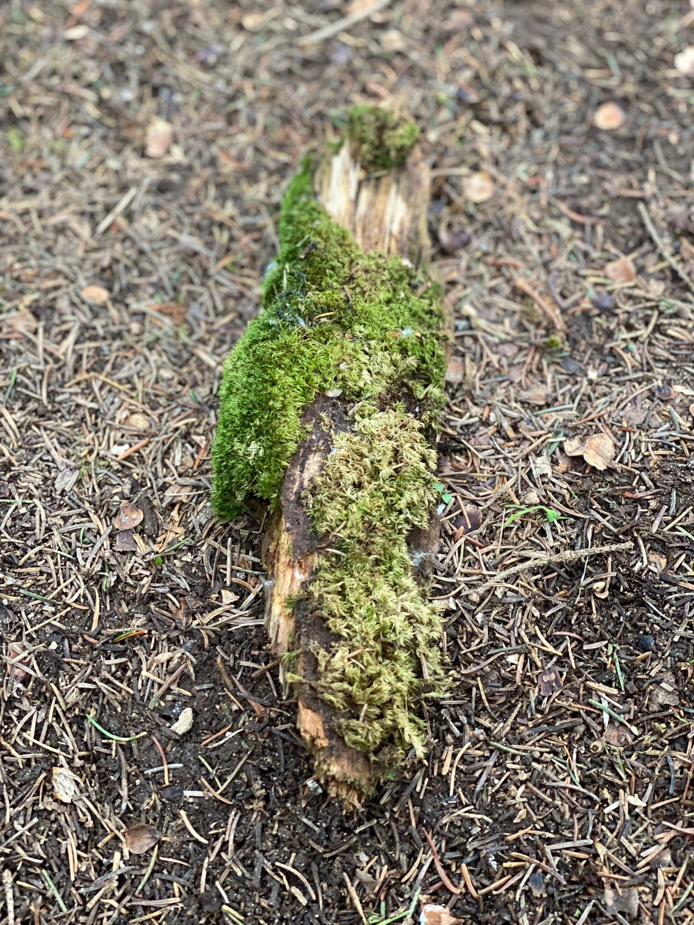 Moss Covered Log, Mossy Log, 11 Inches Long by 3 Inches Wide and 1 Inch High