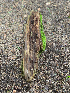 Moss Covered Log, Mossy Log, 11 Inches Long by 3 Inches Wide and 1 Inch High