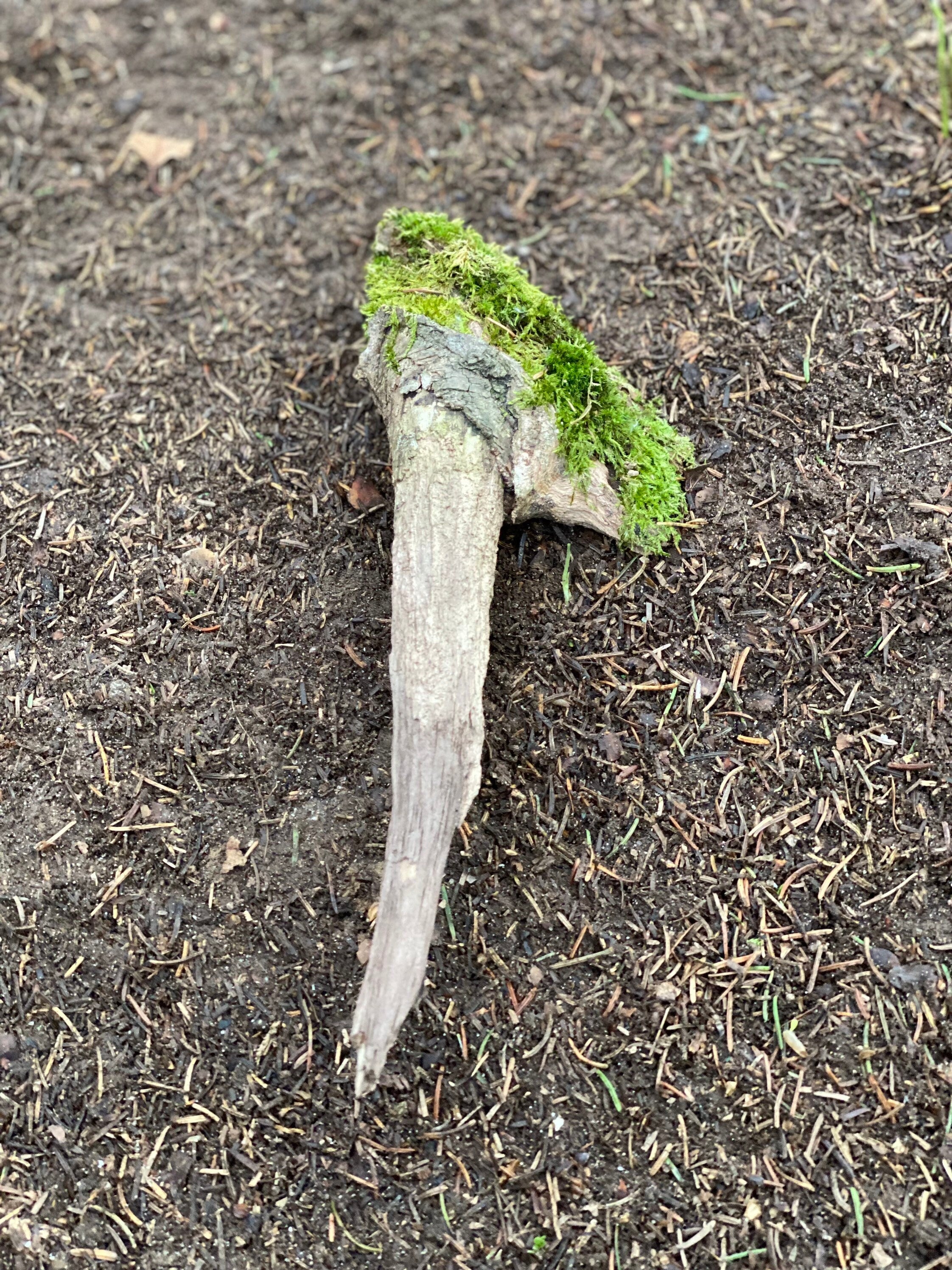Moss Covered Log, Mossy Log, 12 Inches Long by 4 Inches Wide and 2 Inches High