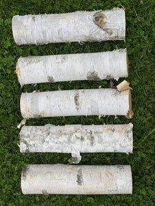 White Birch Branches, 5 Count, 12 inches in Length, Appx 3 Inches Diameter