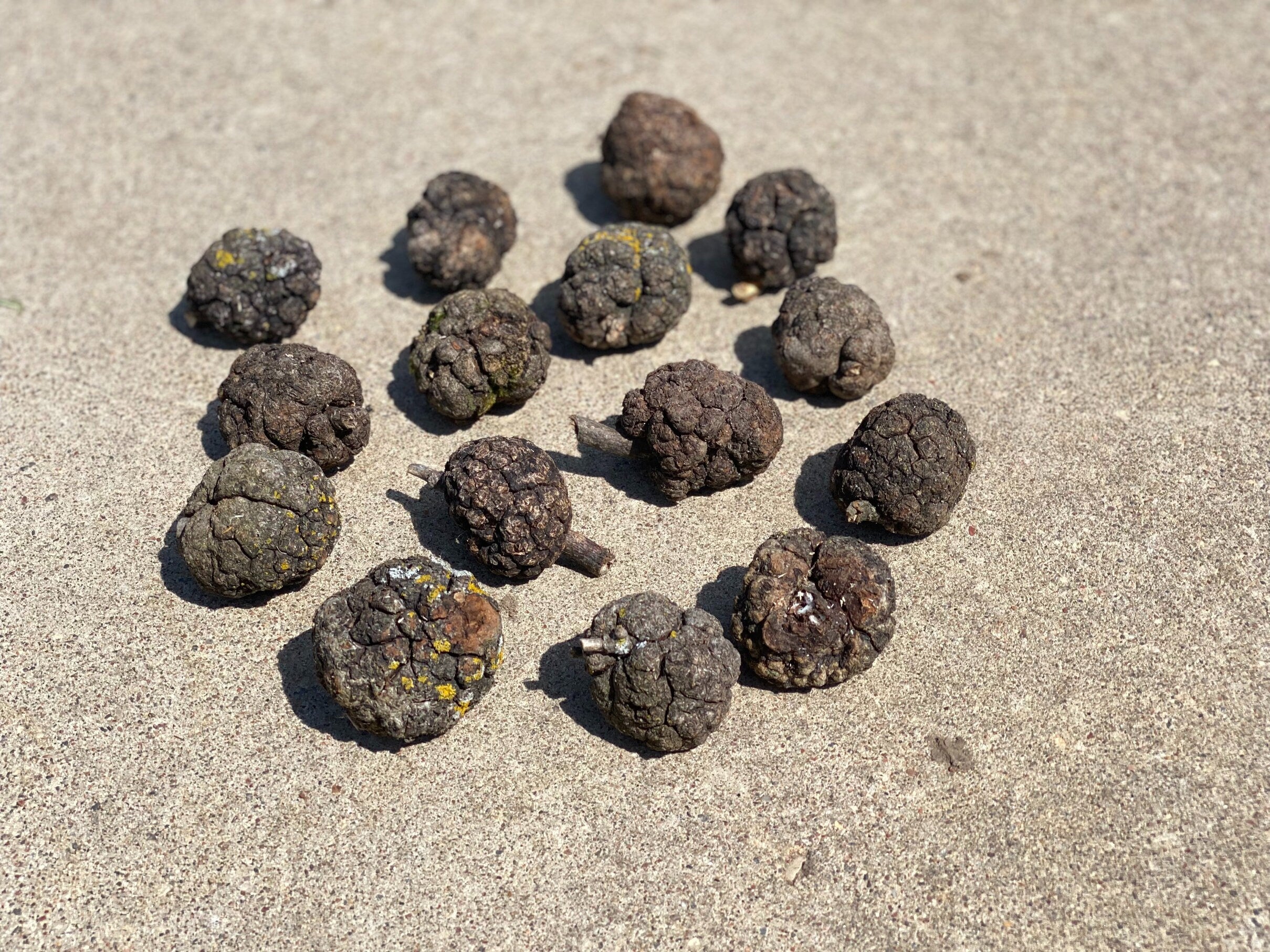 Burls, Fifteen Medium Wood Burl Balls, About 2 Inches Long and Approximately 2 Inches Wide, 15 Pieces