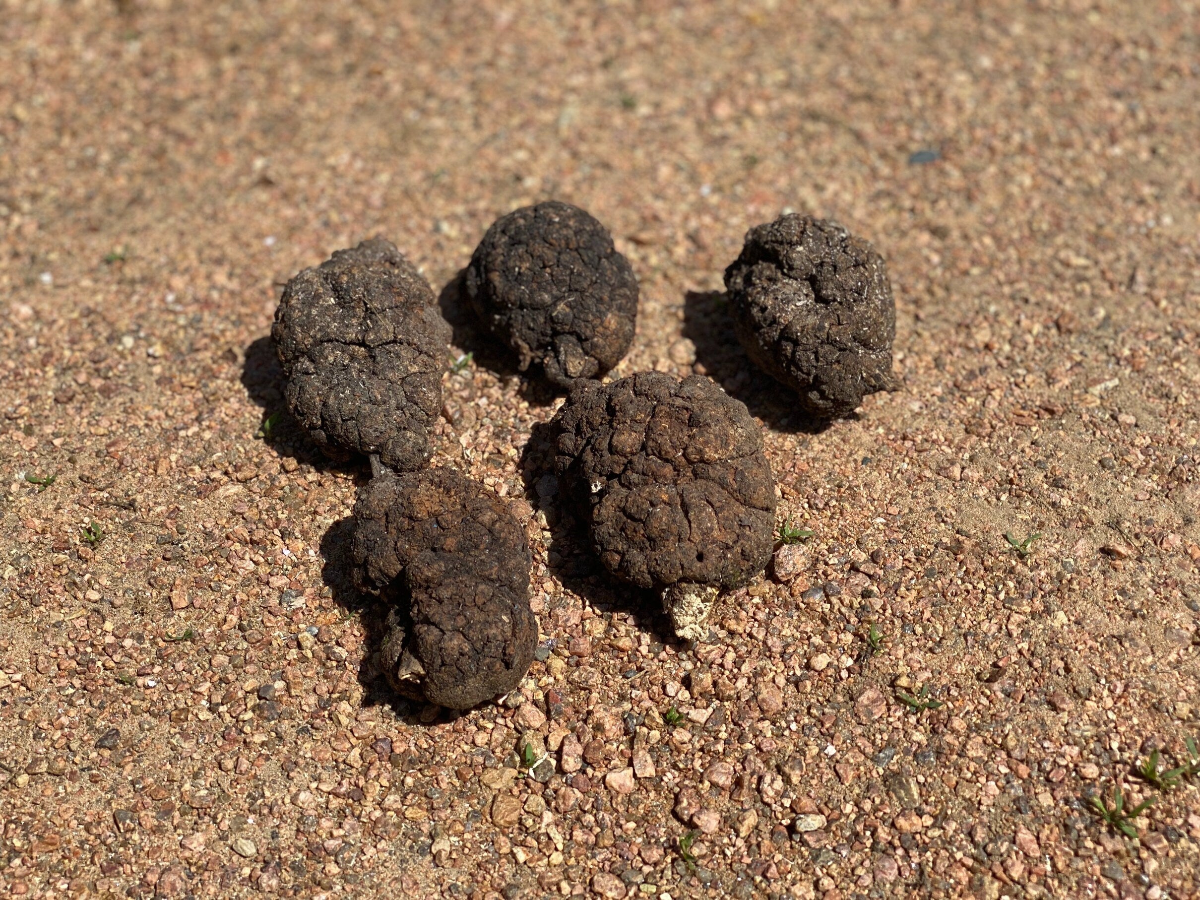 Burls, Five Extra Large Wood Burl Balls, About 3.5 to 5 Inches Long and Approximately 2 to 2.5 Inches Wide, 5 Pieces