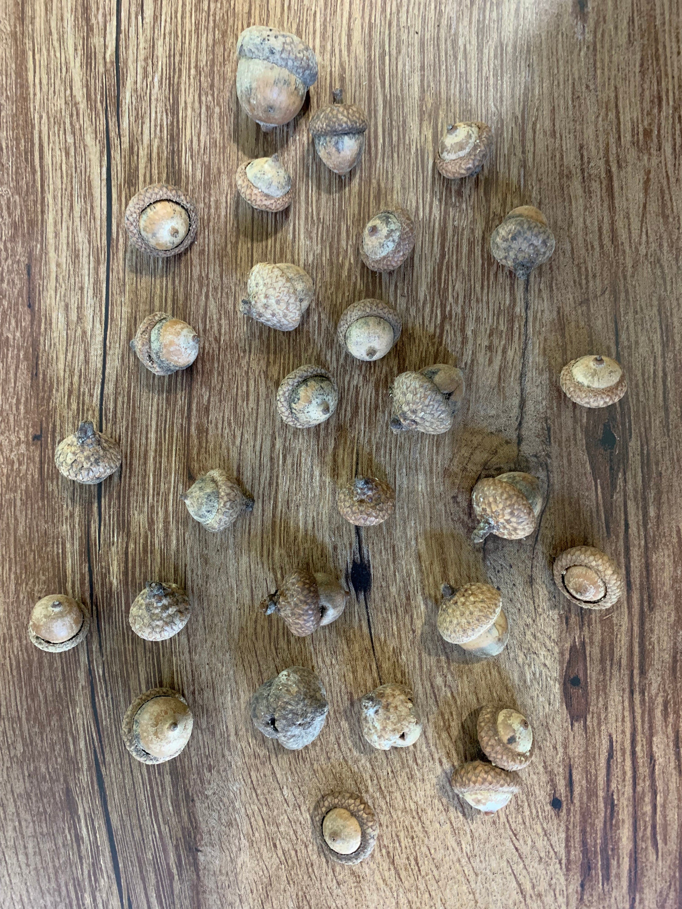 Acorns, Red Oak, 100 Count, Seconds, Imperfect Shape or Look