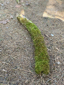 Moss Covered Log, Mossy Log, 17 Inches Long by 2 Inches Wide and 2 Inches High