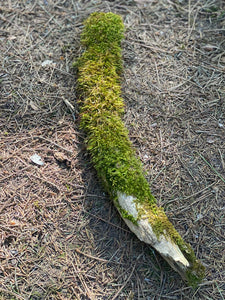 Moss Covered Log, Mossy Log, 17 Inches Long by 2 Inches Wide and 2 Inches High
