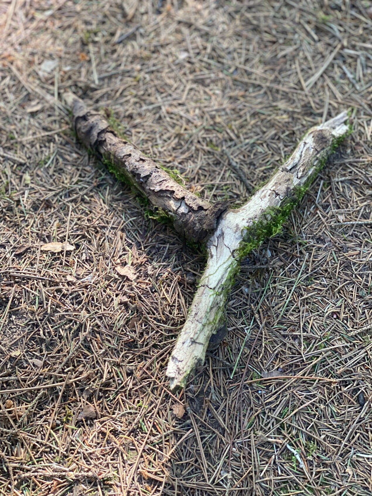 Moss Covered Log, Mossy Y-Shaped Log, 10 Inches Long by 9 Inches Wide and 1 Inch High