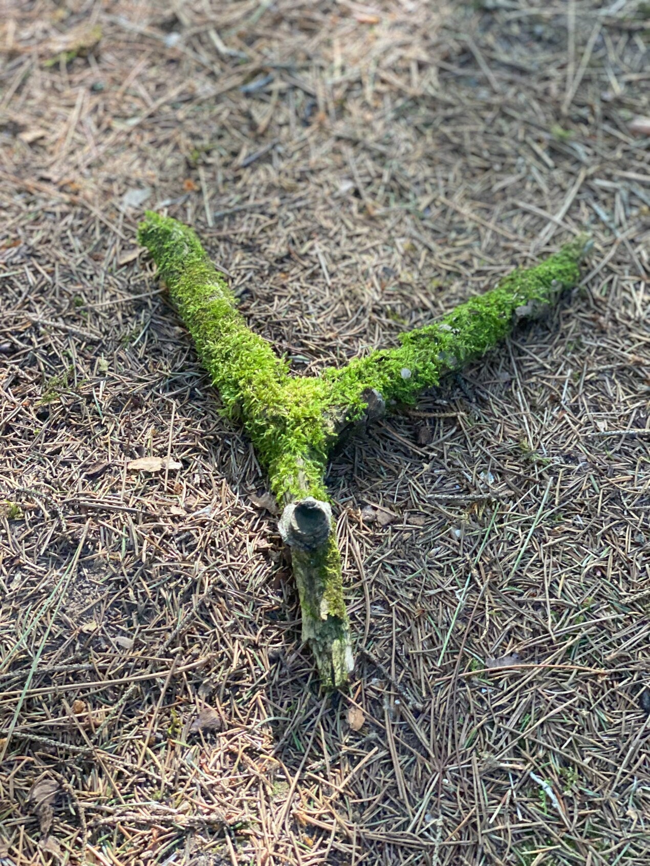 Moss Covered Log, Mossy Y-Shaped Log, 10 Inches Long by 9 Inches Wide and 1 Inch High