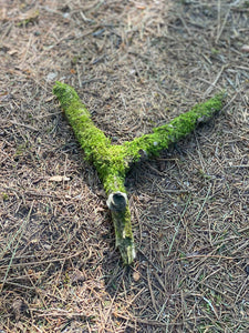 Moss Covered Log, Mossy Y-Shaped Log, 10 Inches Long by 9 Inches Wide and 1 Inch High