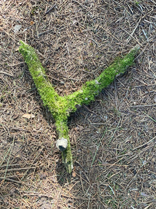 Moss Covered Log, Mossy Y-Shaped Log, 10 Inches Long by 9 Inches Wide and 1 Inch High