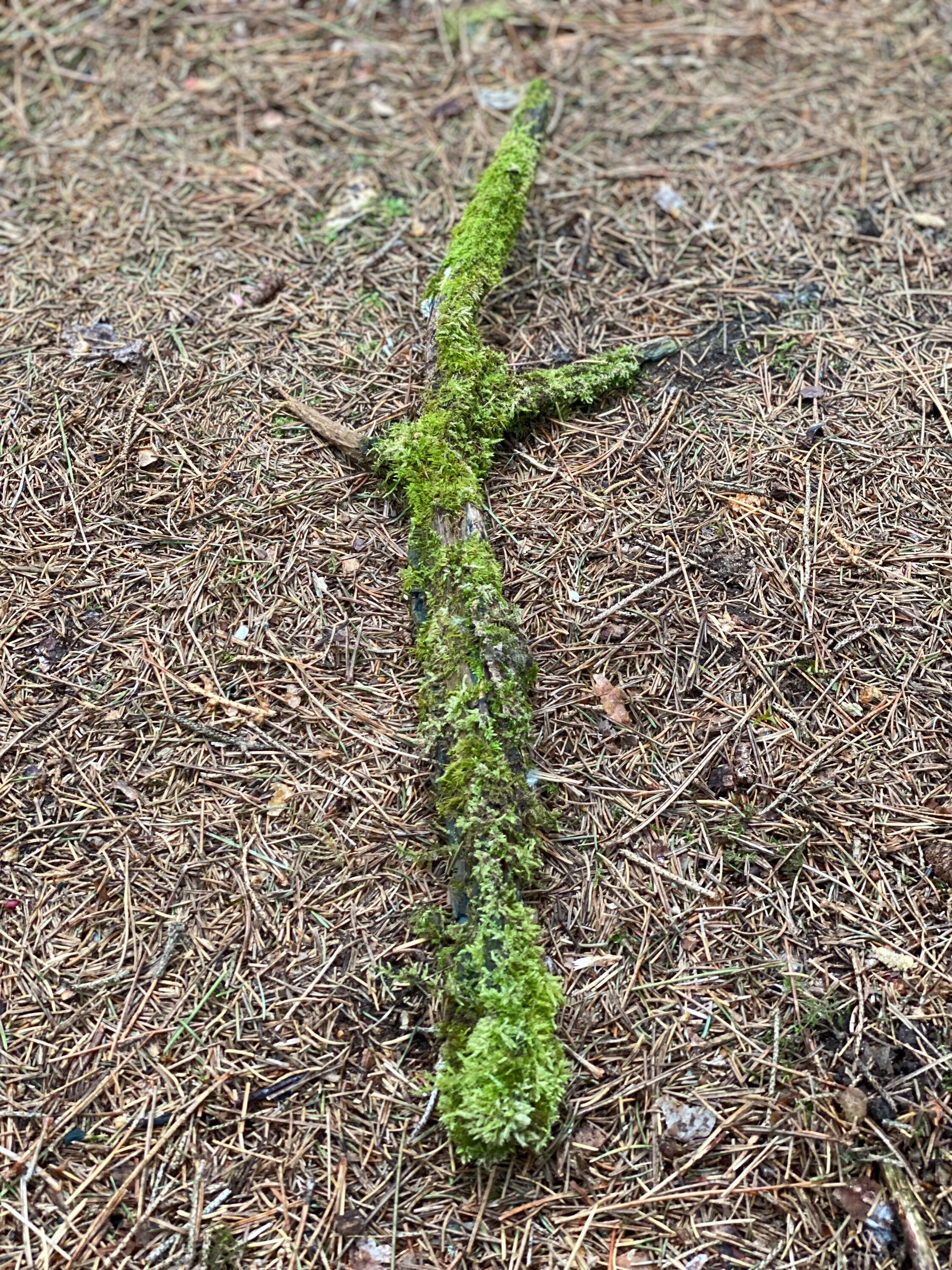 Moss Covered Log, Mossy Log, 21 Inches Long by 8 Inches Wide and 1 Inch High