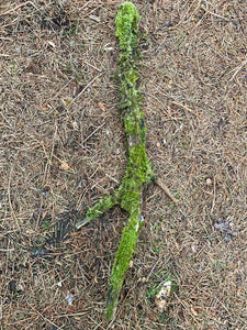 Moss Covered Log, Mossy Log, 21 Inches Long by 8 Inches Wide and 1 Inch High