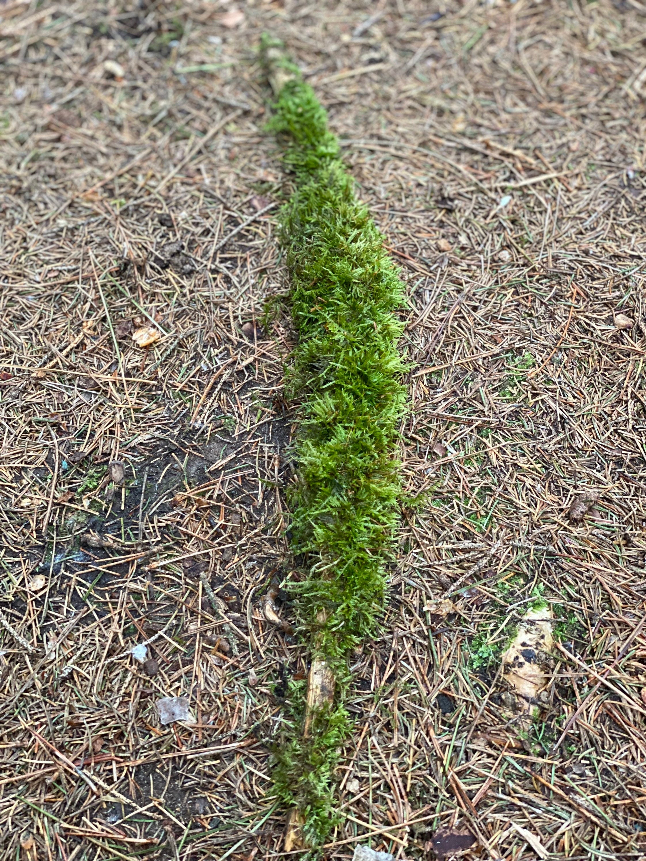 Moss Covered Log, Mossy Log, 21 Inches Long by 1 Inch Wide and 1 Inch High