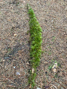 Moss Covered Log, Mossy Log, 21 Inches Long by 1 Inch Wide and 1 Inch High