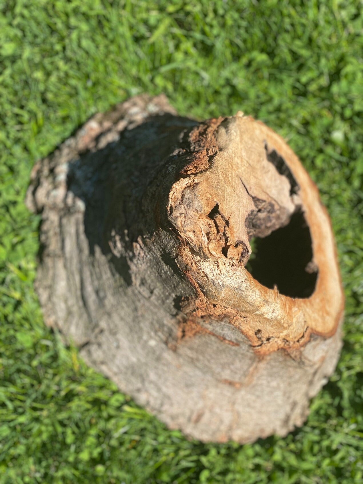 Maple Knot Hole, Stump, Approximately 12 Inches Long by 9 Inches Wide and 8 Inches Tall, Great for Taxidermy