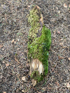 Moss Covered Log, Mossy Log, 11 Inches Long by 3 Inches Wide and 1 Inch High