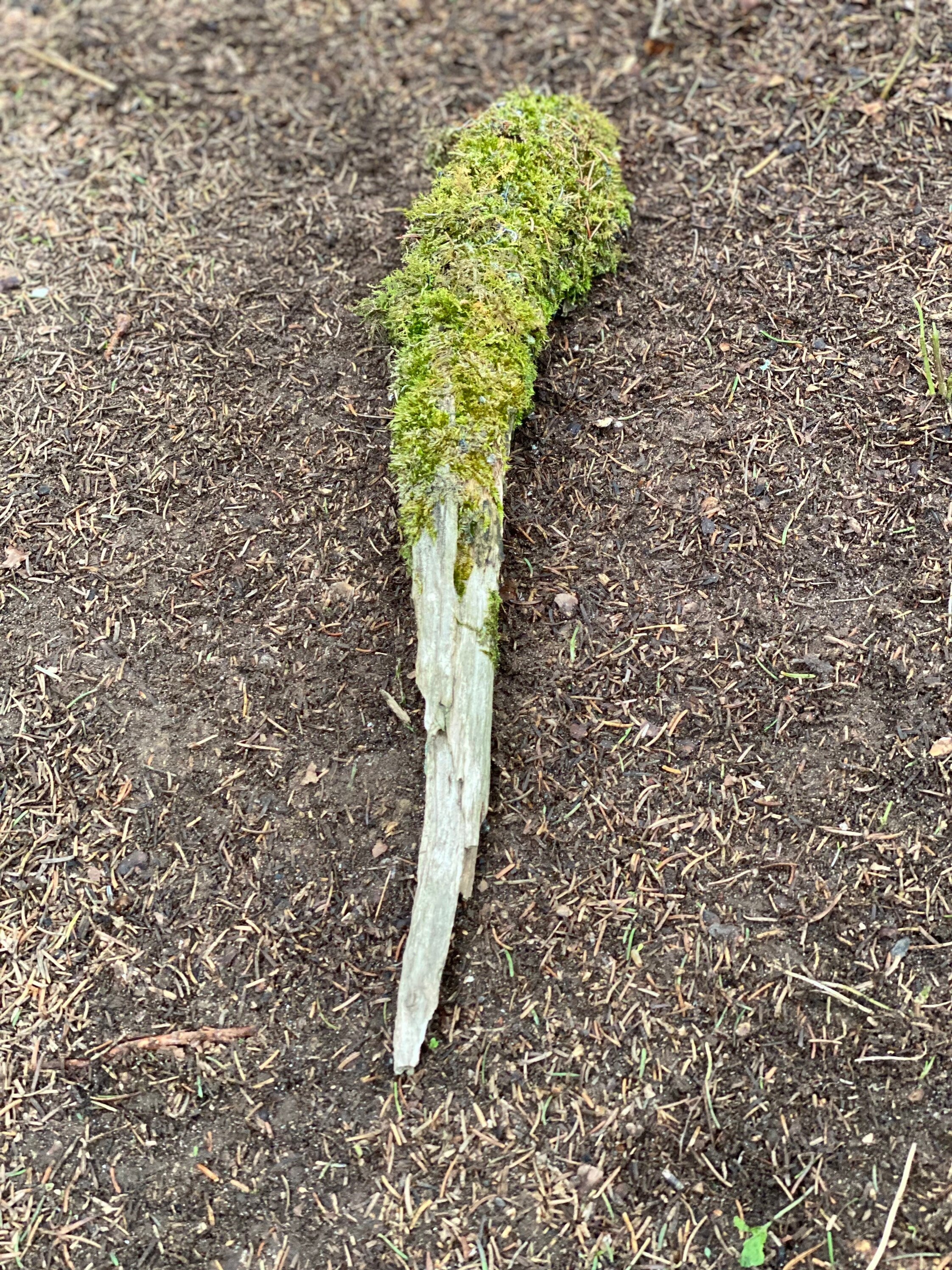 Moss Covered Log, Mossy Log, 22 Inches Long by 3 Inches Wide and 3 Inches High