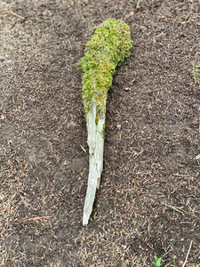 Moss Covered Log, Mossy Log, 22 Inches Long by 3 Inches Wide and 3 Inches High