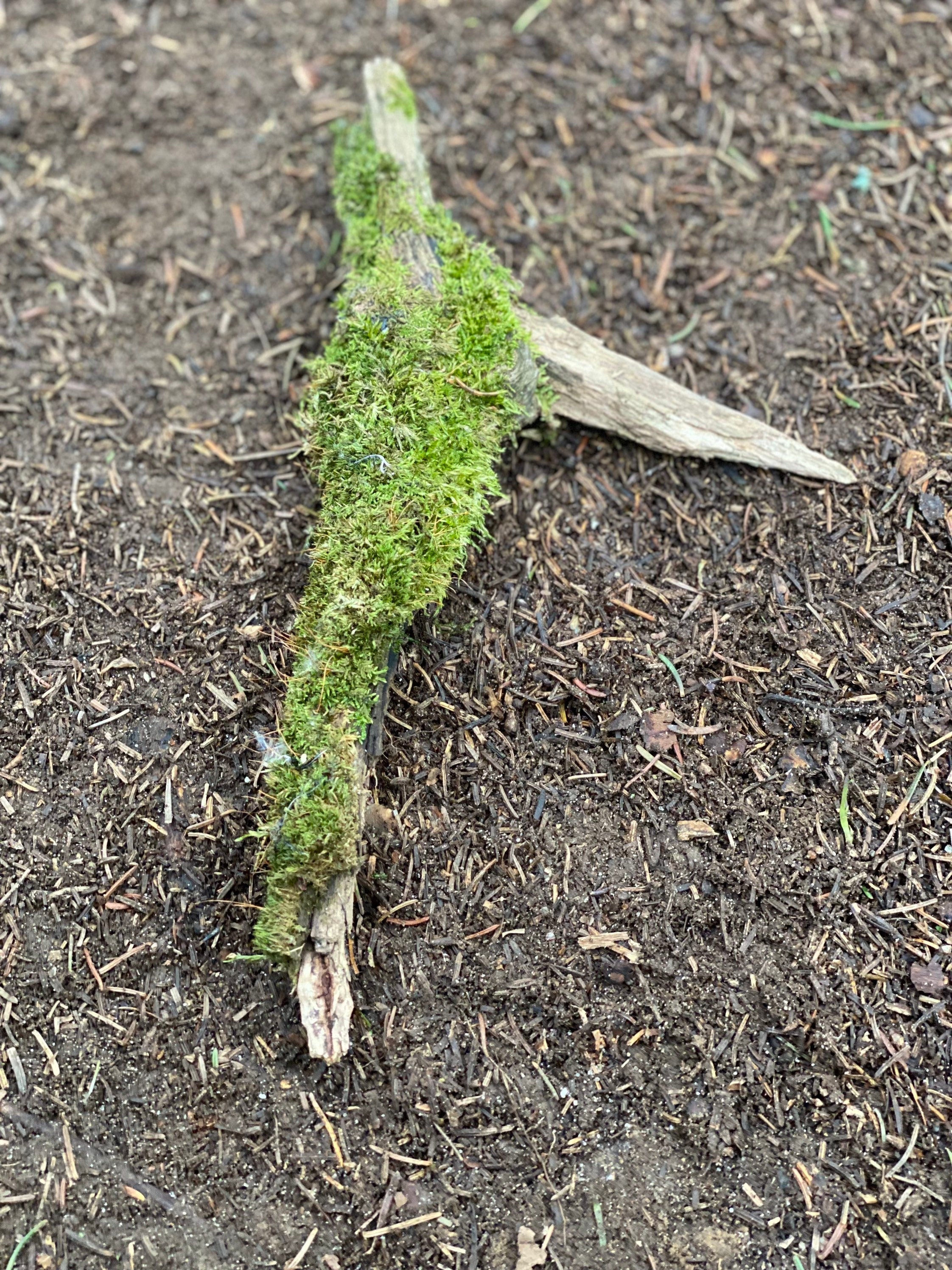 Moss Covered Log, Mossy Log, 10 Inches Long by 5 Inches Wide and 1 Inch High