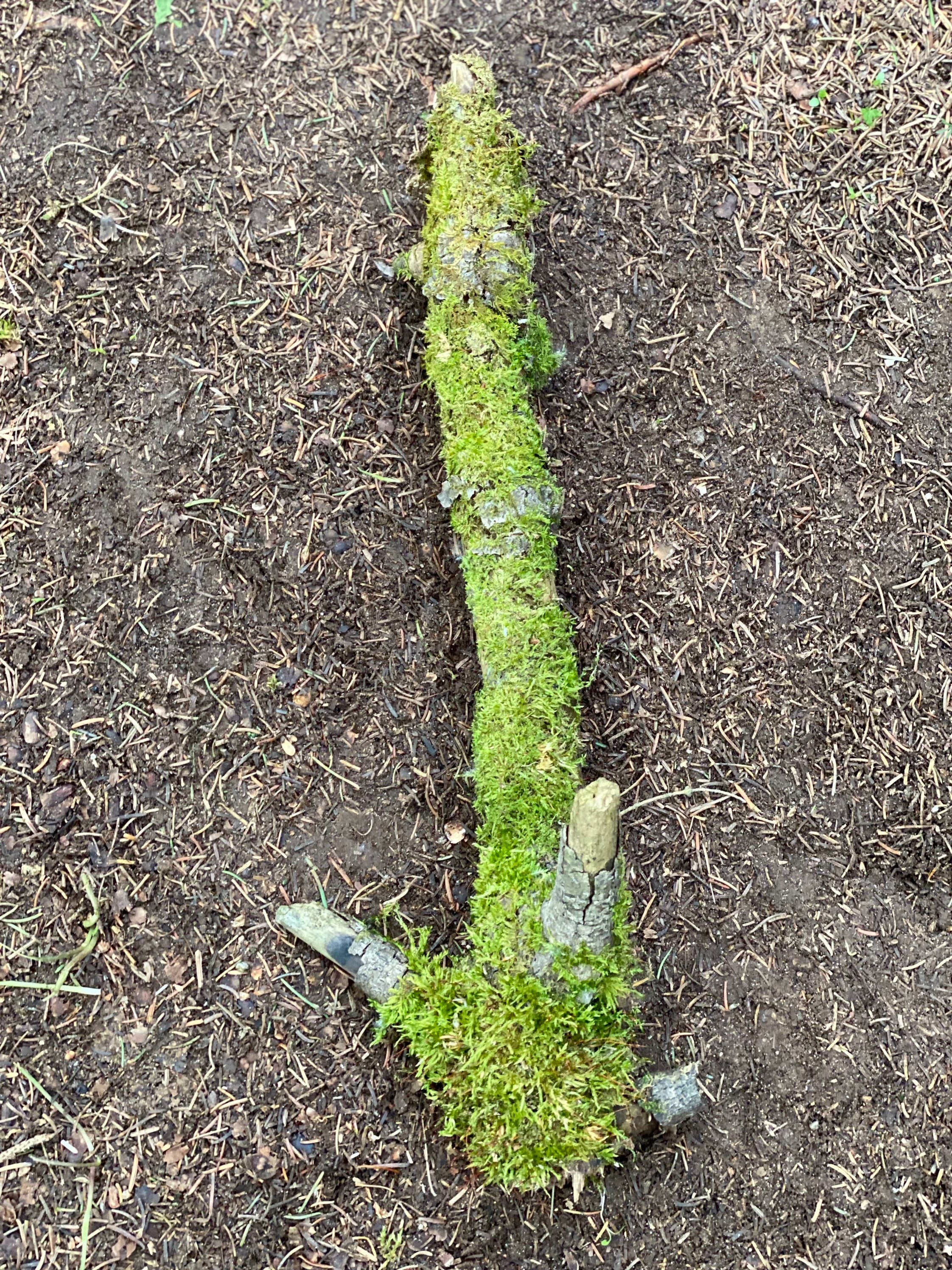 Moss Covered Log, Mossy Log, 17 Inches Long by 7 Inches Wide and 4.5 Inches High