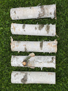 White Birch Branches, 5 Count, 12 inches in Length, Appx 3 Inches Diameter