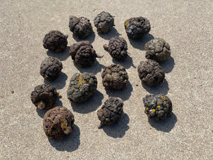 Burls, Fifteen Medium Wood Burl Balls, About 2 Inches Long and Approximately 2 Inches Wide, 15 Pieces