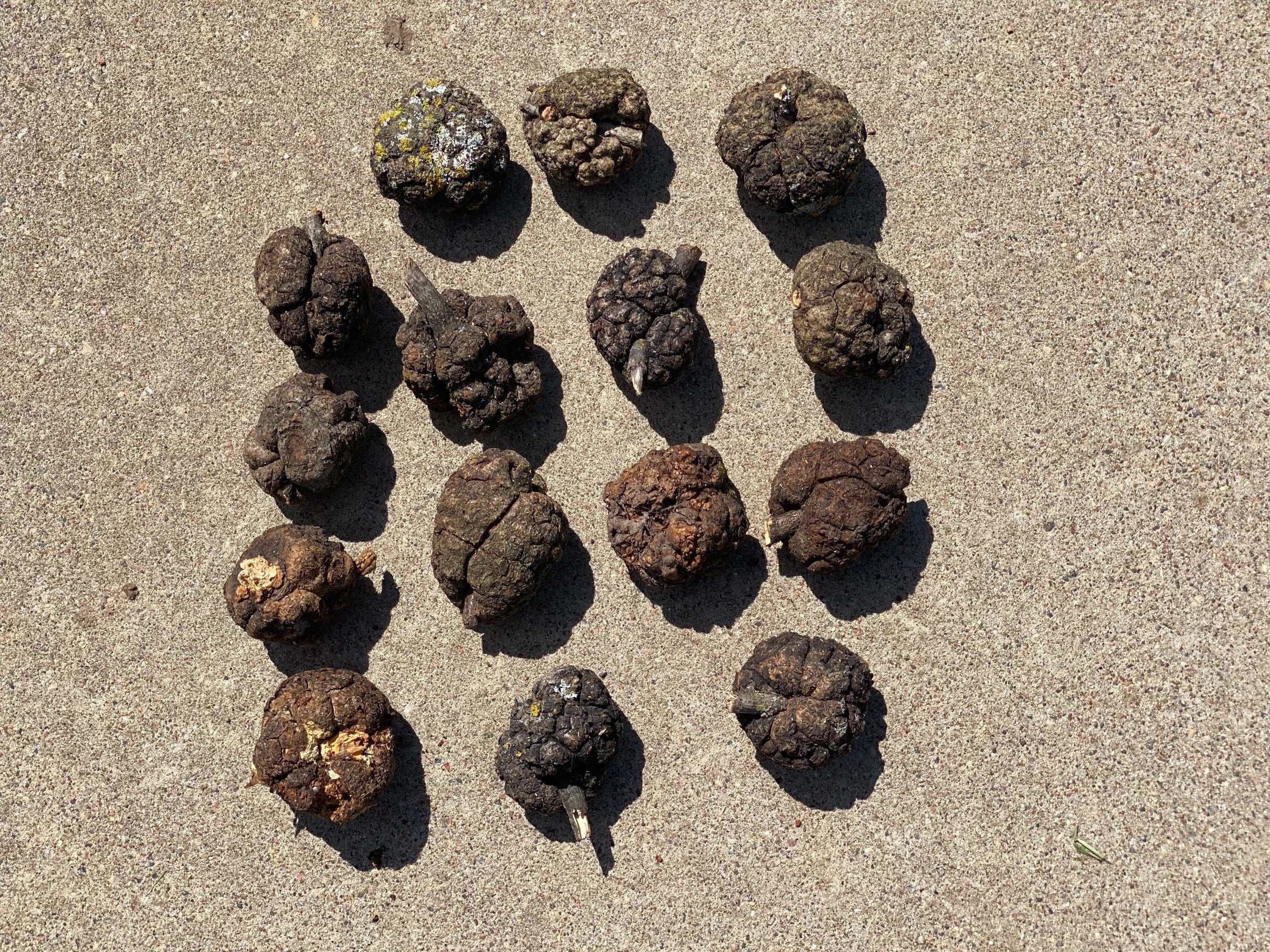 Burls, Fifteen Medium Wood Burl Balls, About 2 Inches Long and Approximately 2 Inches Wide, 15 Pieces