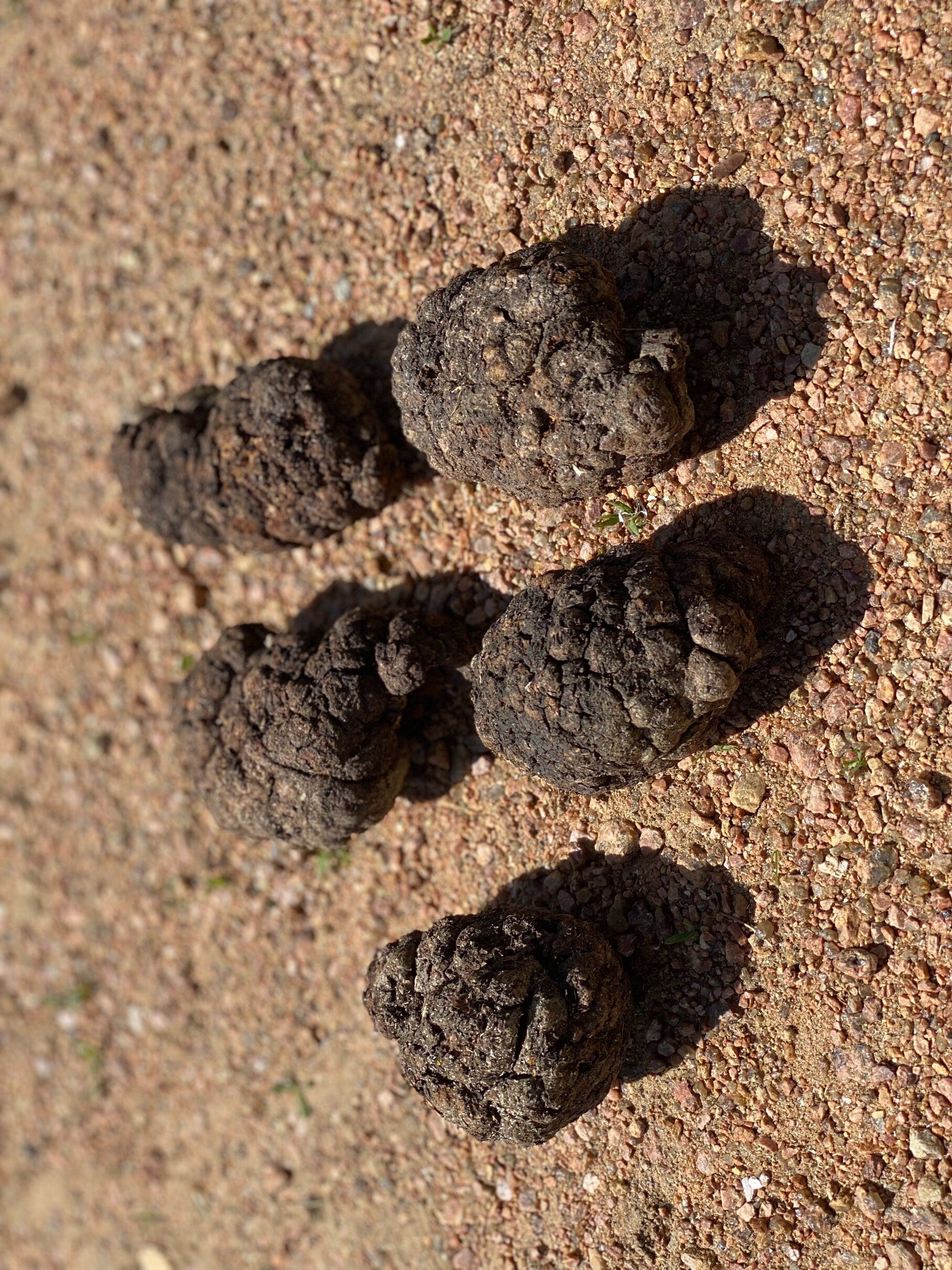 Burls, Five Extra Large Wood Burl Balls, About 3.5 to 5 Inches Long and Approximately 2 to 2.5 Inches Wide, 5 Pieces