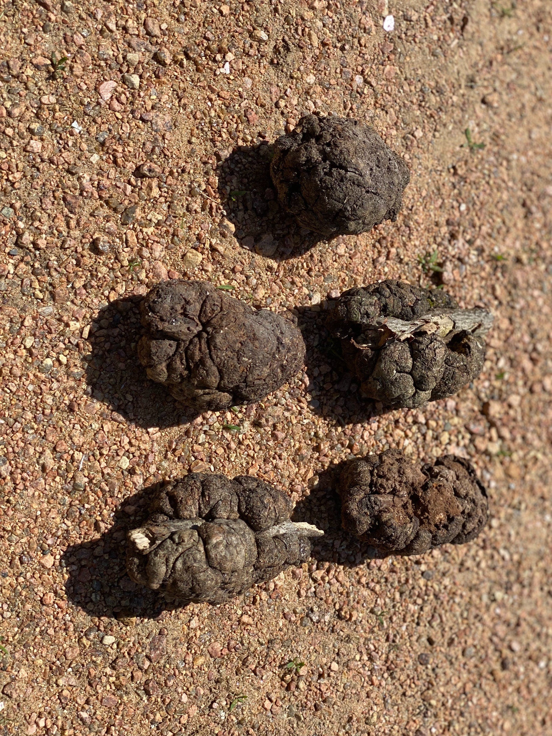 Burls, Five Extra Large Wood Burl Balls, About 3.5 to 5 Inches Long and Approximately 2 to 2.5 Inches Wide, 5 Pieces