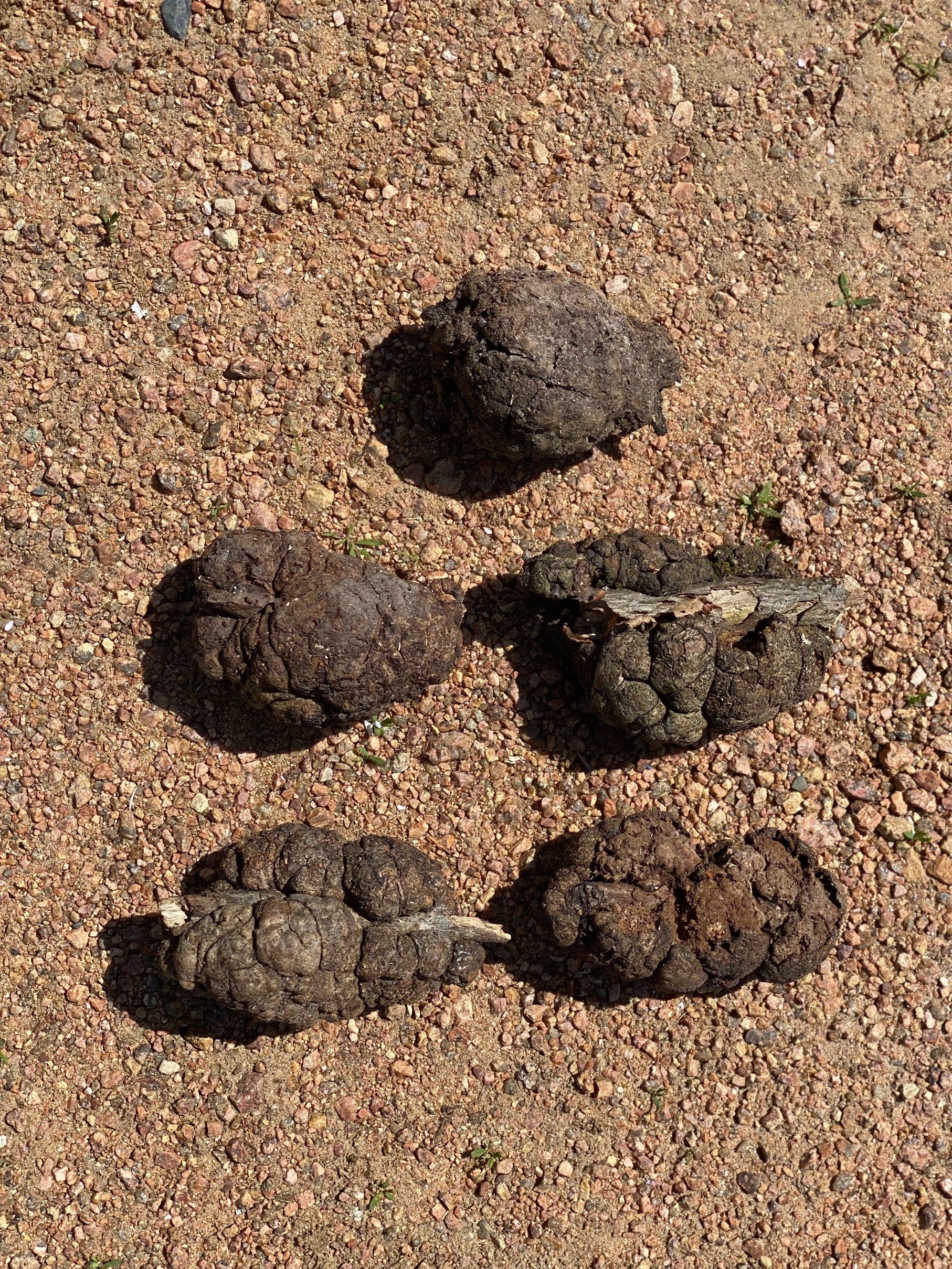 Burls, Five Extra Large Wood Burl Balls, About 3.5 to 5 Inches Long and Approximately 2 to 2.5 Inches Wide, 5 Pieces