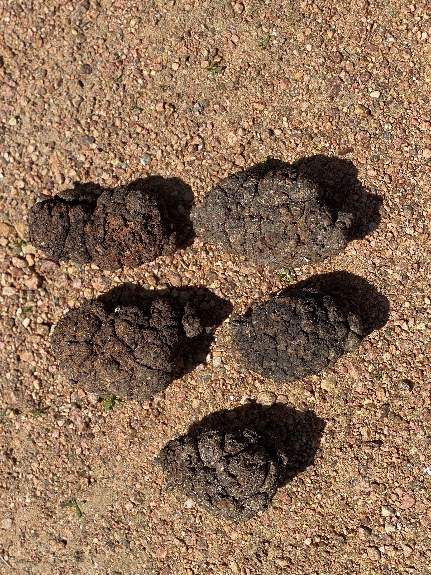 Burls, Five Extra Large Wood Burl Balls, About 3.5 to 5 Inches Long and Approximately 2 to 2.5 Inches Wide, 5 Pieces