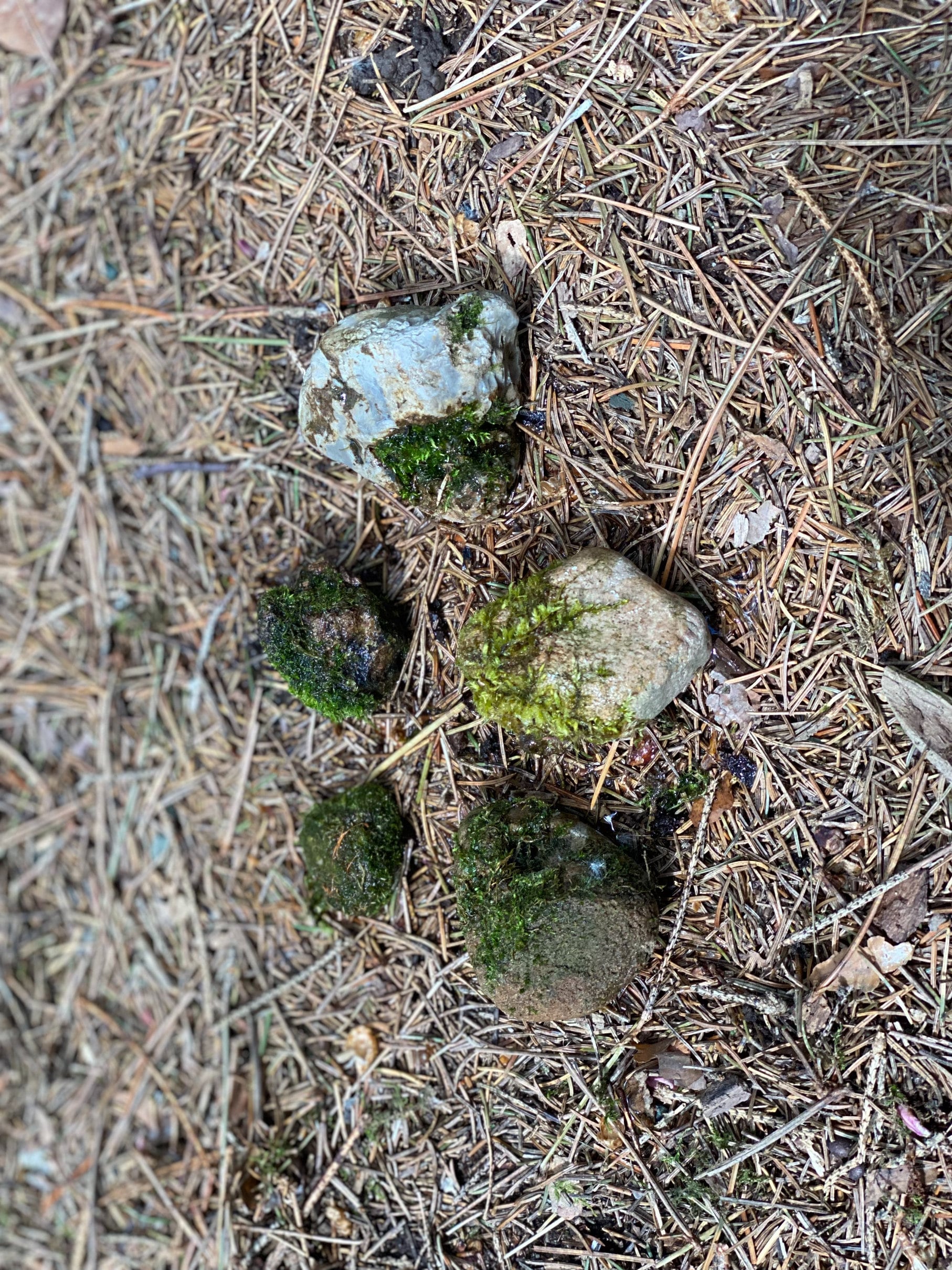 Five Live Moss Covered Stones, Mossy Rocks, About 1-2 Inches in Size