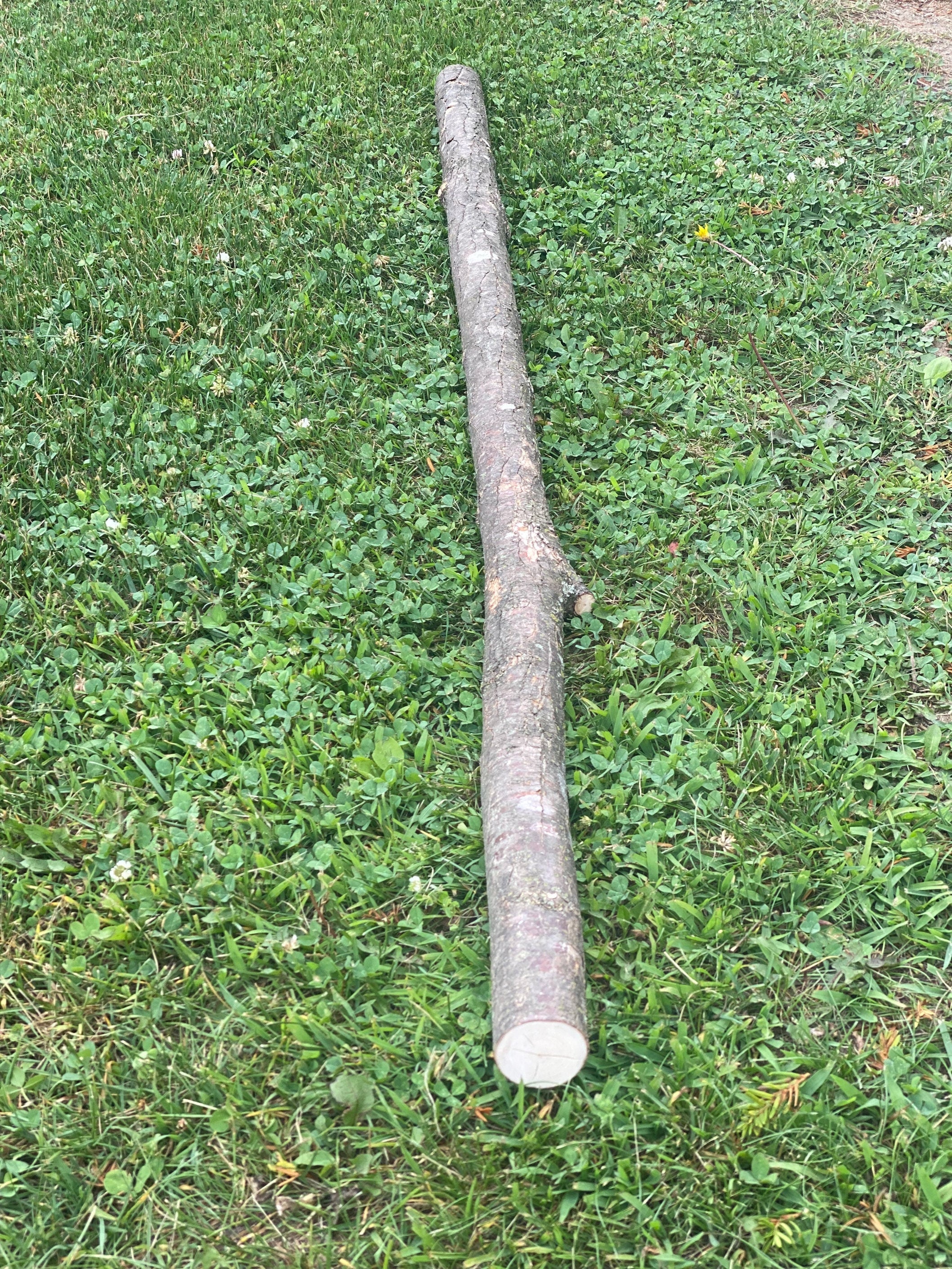 Ironwood Walking Stick, Ironwood Log, Approximately 50 Inches Long x 1.75 Inches Diameter