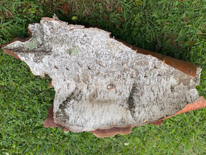 White Birch Bark, Approximately 20 Inches Long by 12 Inches Wide, Firm and Curly