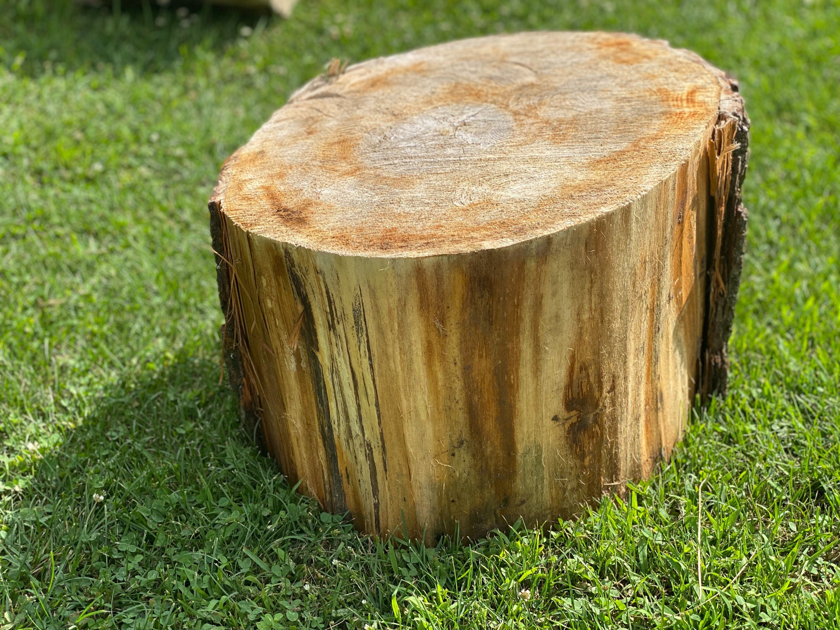 Basswood Hammerschlagen Log, One Count, Approximately 20 Inches Long by 17 Inches Diameter and 8 Inches Tall