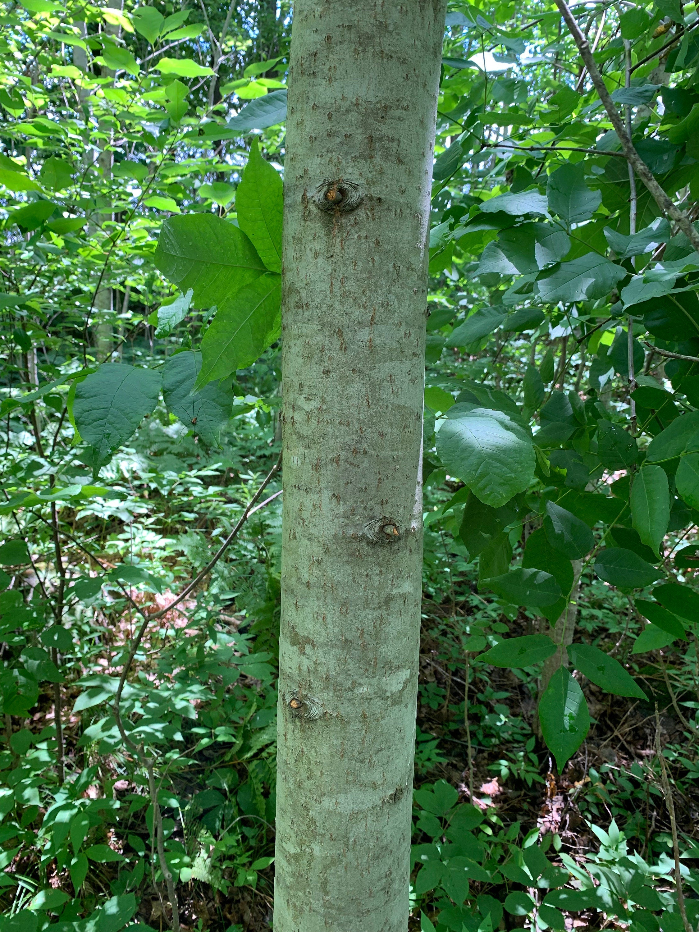 Aspen Logs, 12 Inches Long, 4 Inch Diameter, 3 Count